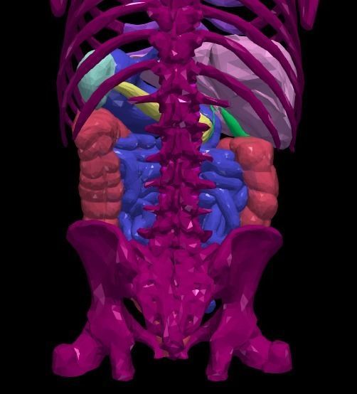 3d model of gastrointestinal tract with bones 3D model_19
