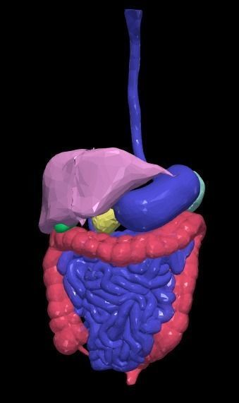 3d model of gastrointestinal tract with bones 3D model_8