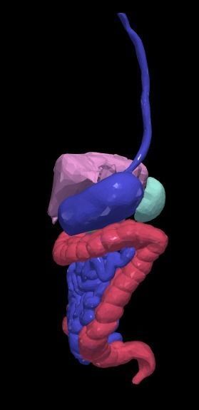 3d model of gastrointestinal tract with bones 3D model_11