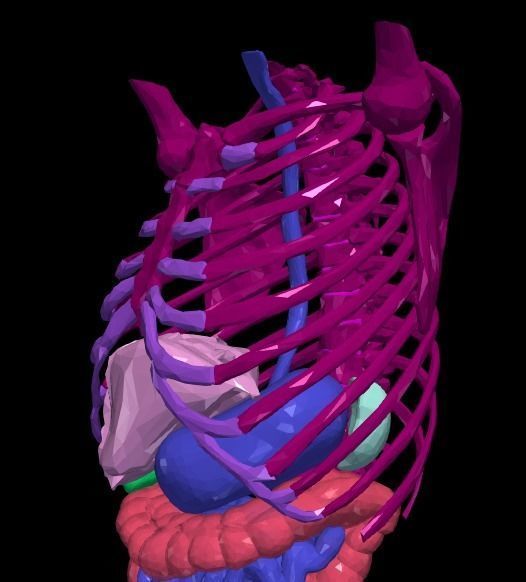 3d model of gastrointestinal tract with bones 3D model_5