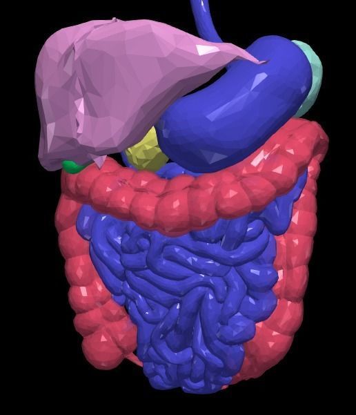 3d model of gastrointestinal tract with bones 3D model_13