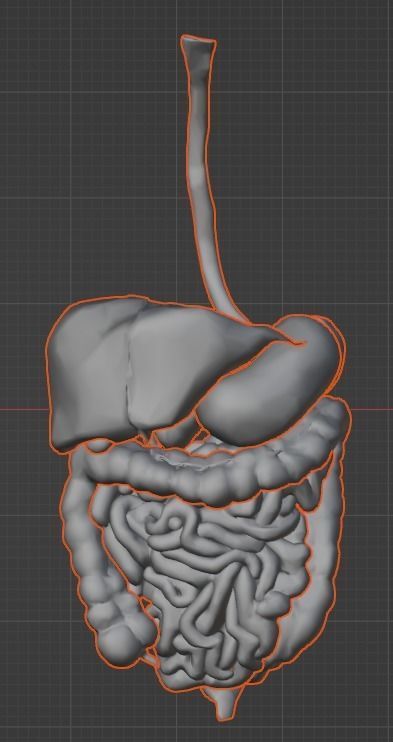 3d model of gastrointestinal tract with bones 3D model_23