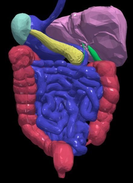 3d model of gastrointestinal tract with bones 3D model_9