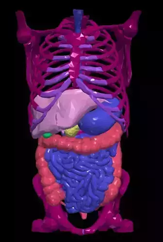 3d model of gastrointestinal tract with bones 3D model
