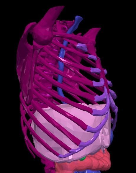 3d model of gastrointestinal tract with bones 3D model_7