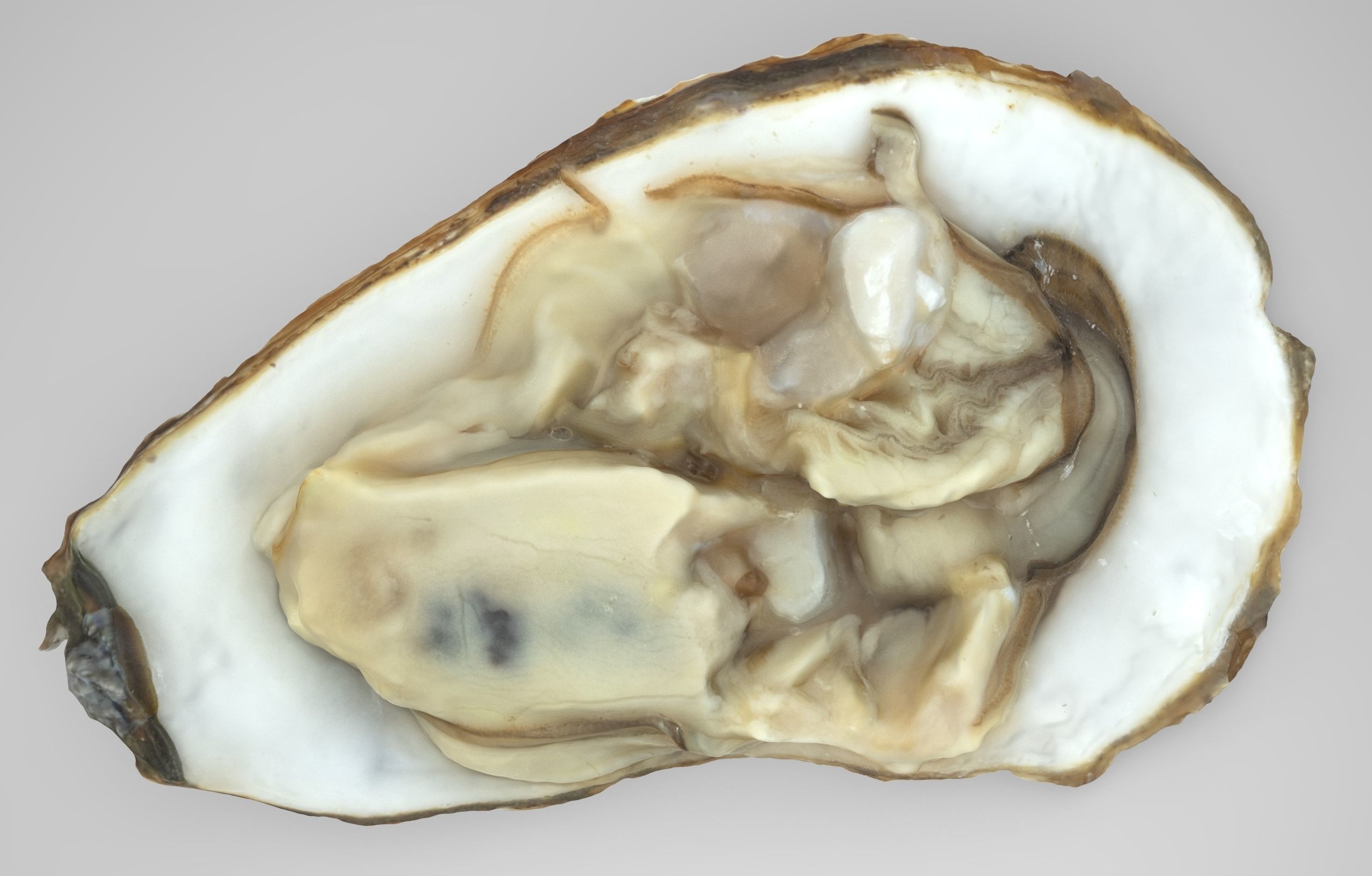 Oyster Open Low-poly 3D model_2