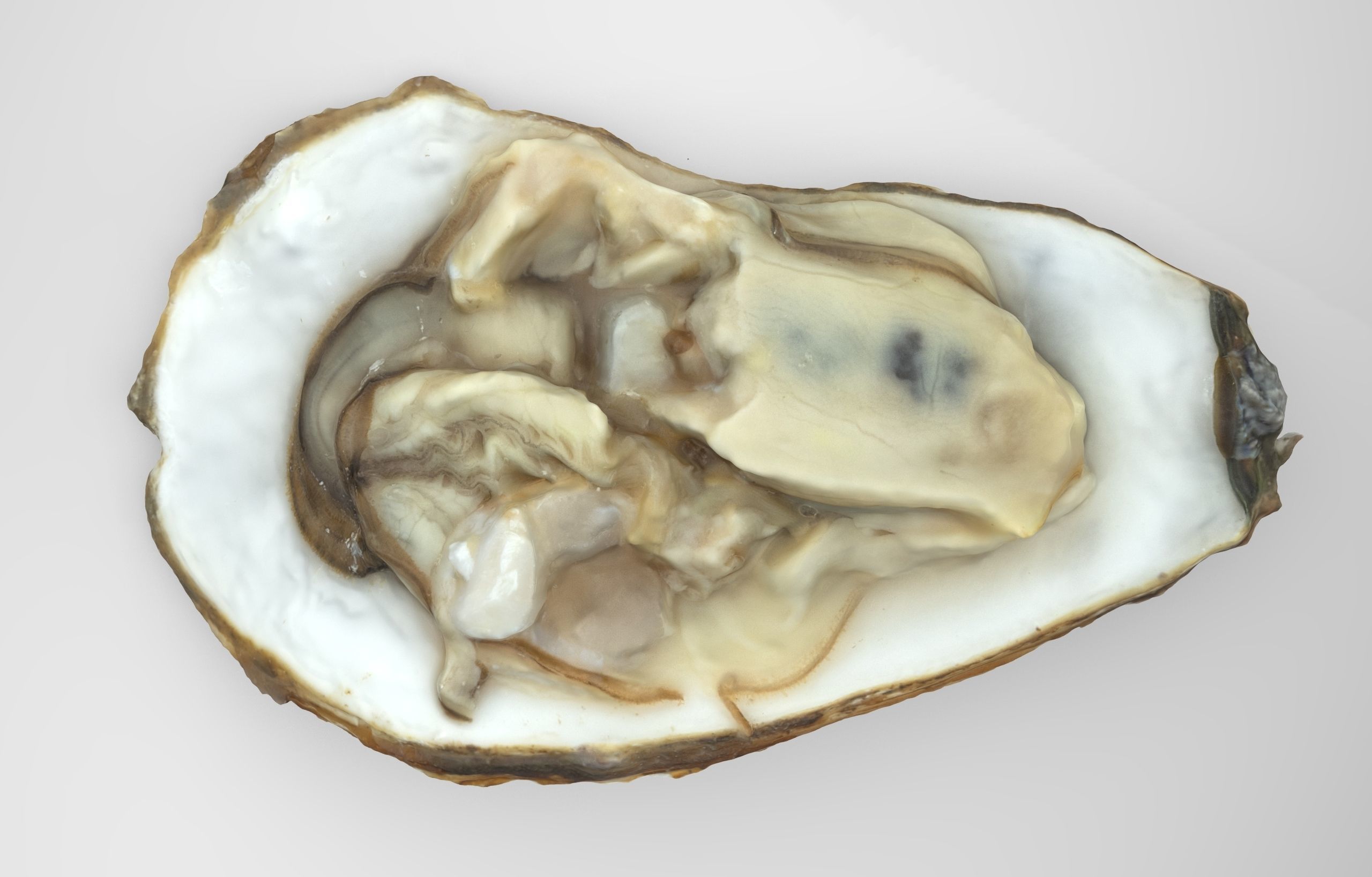 Oyster Open Low-poly 3D model_5