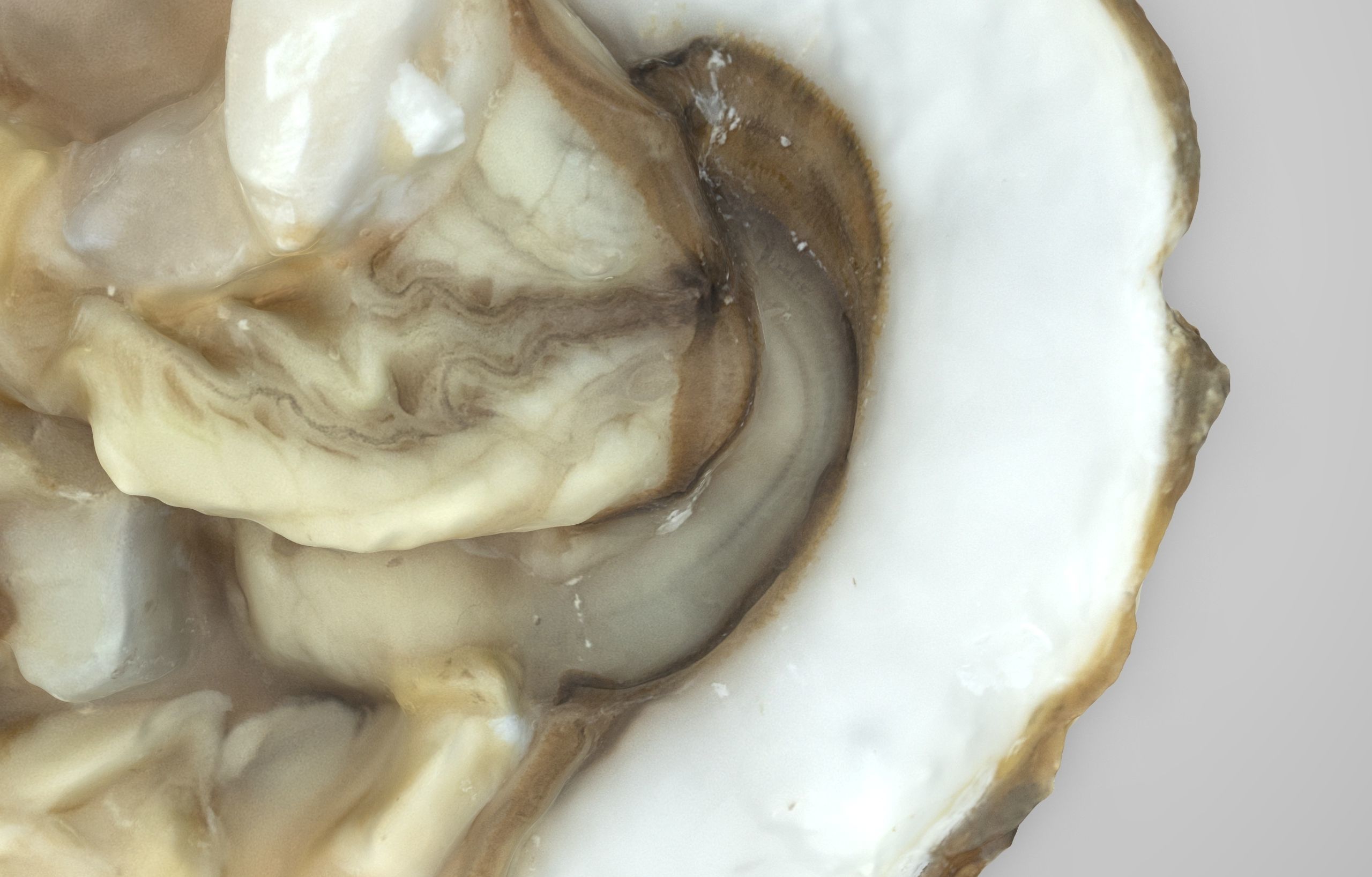 Oyster Open Low-poly 3D model_3