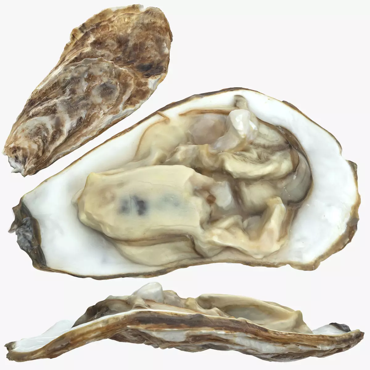 Oyster Open Low-poly 3D model_0