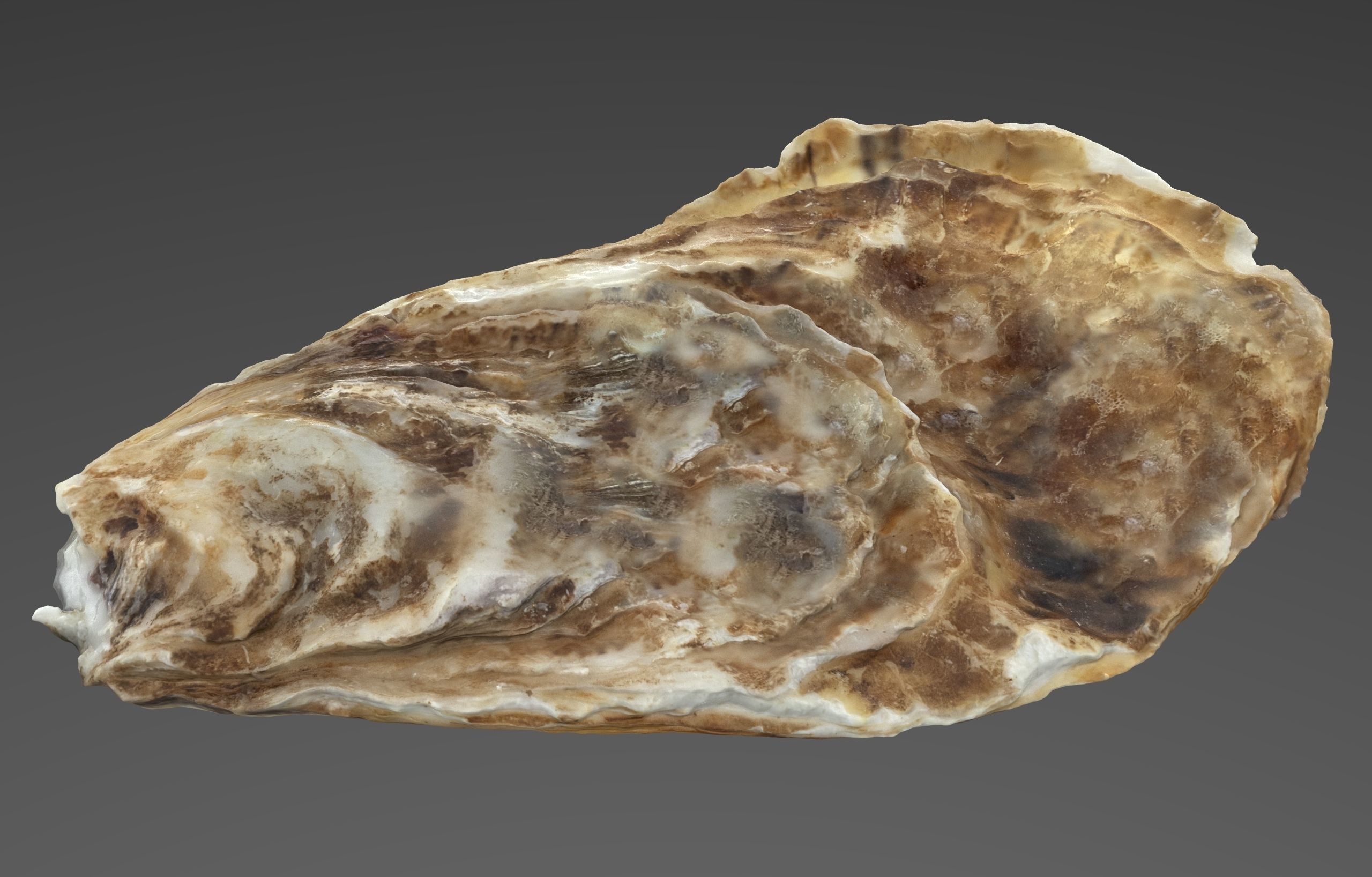 Oyster Open Low-poly 3D model_7
