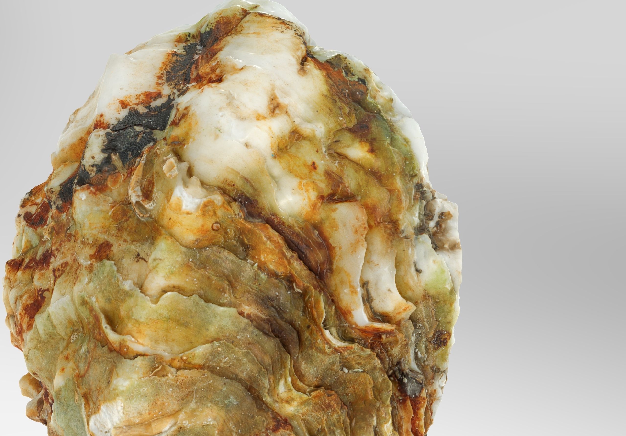 Oyster collections set Low-poly 3D model_4