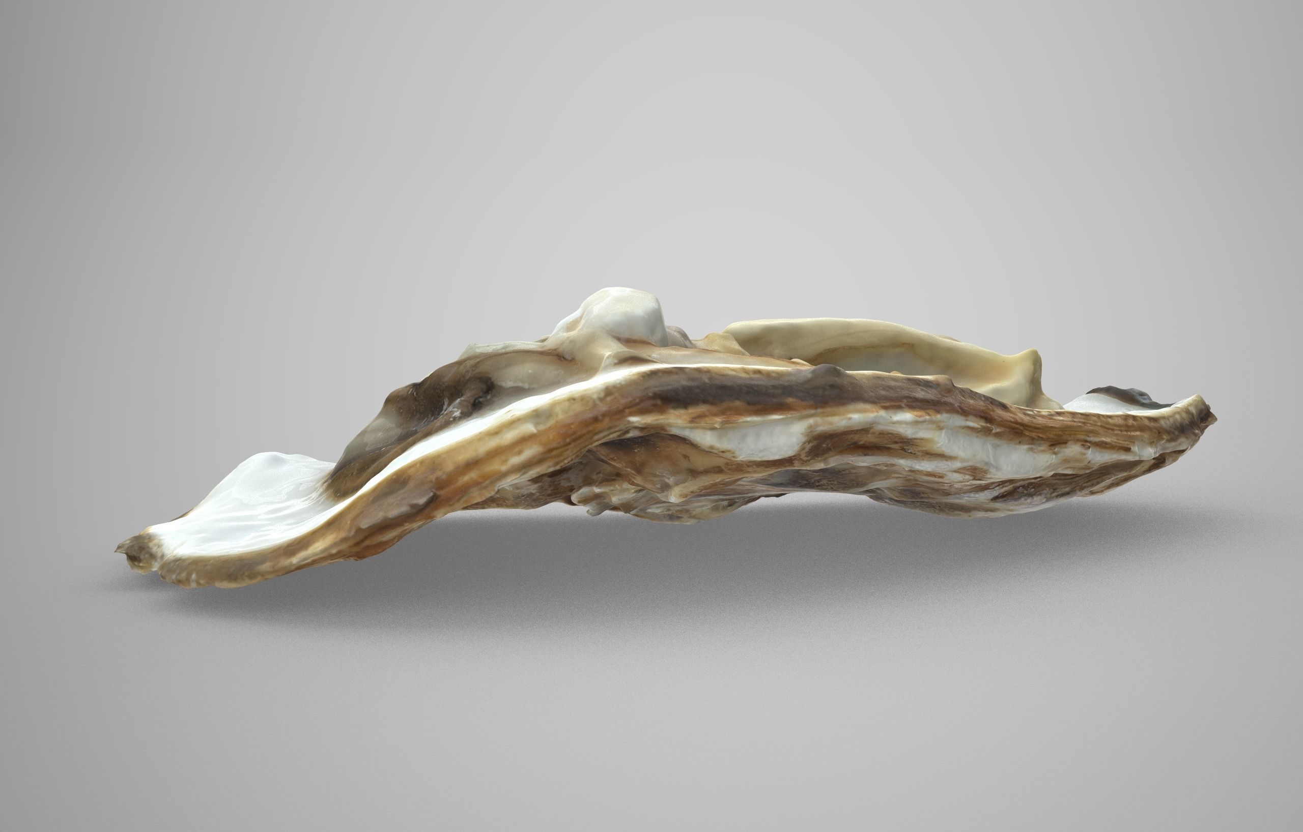 Oyster collections set Low-poly 3D model_22
