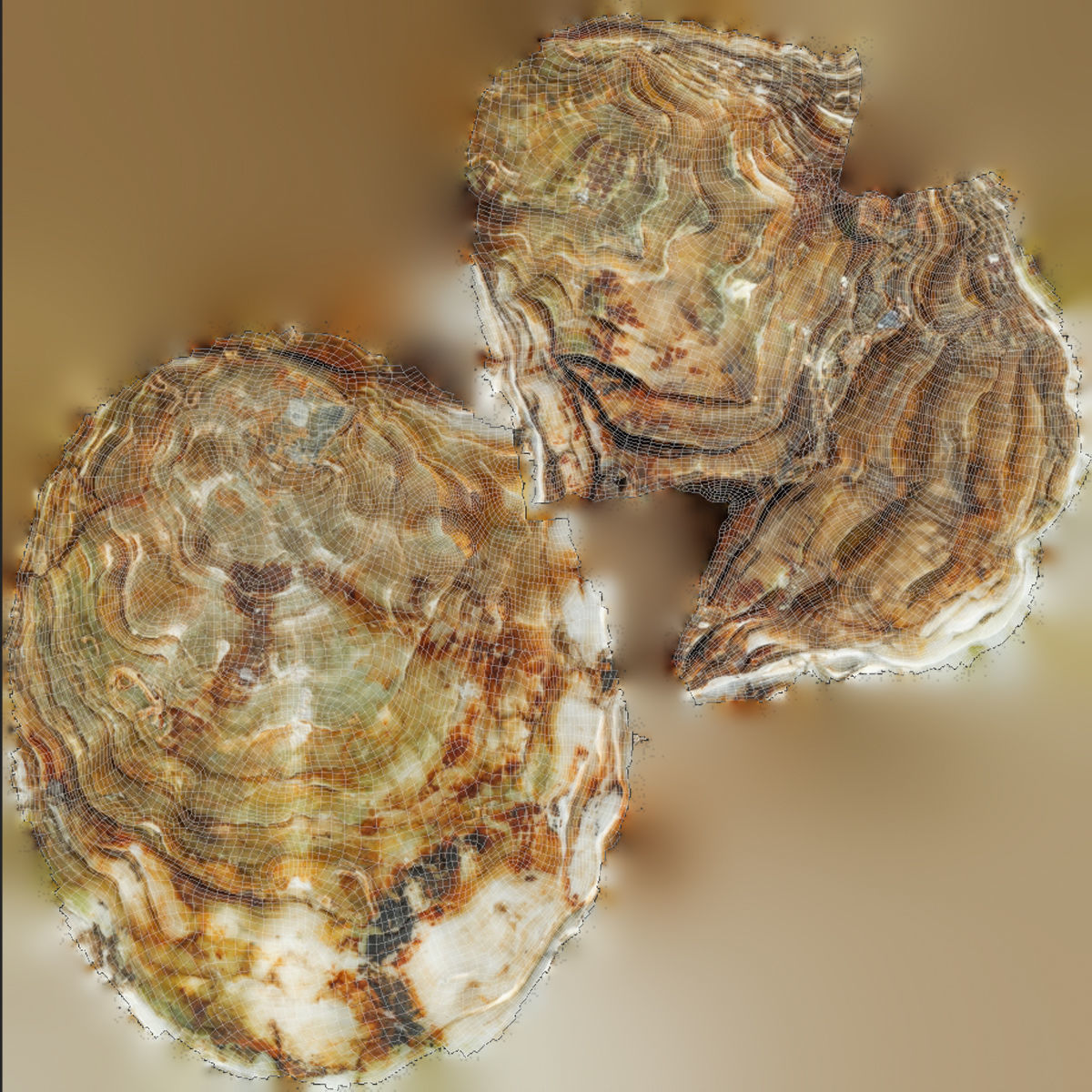 Oyster collections set Low-poly 3D model_12