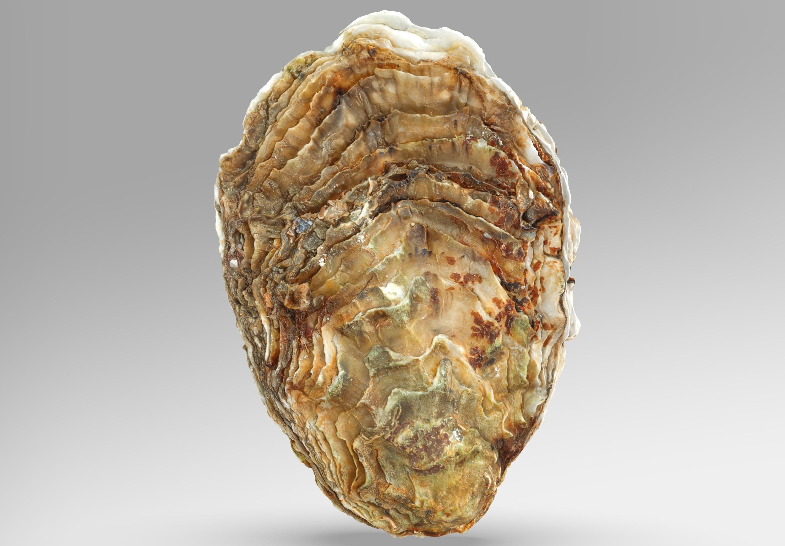 Oyster collections set Low-poly 3D model_5