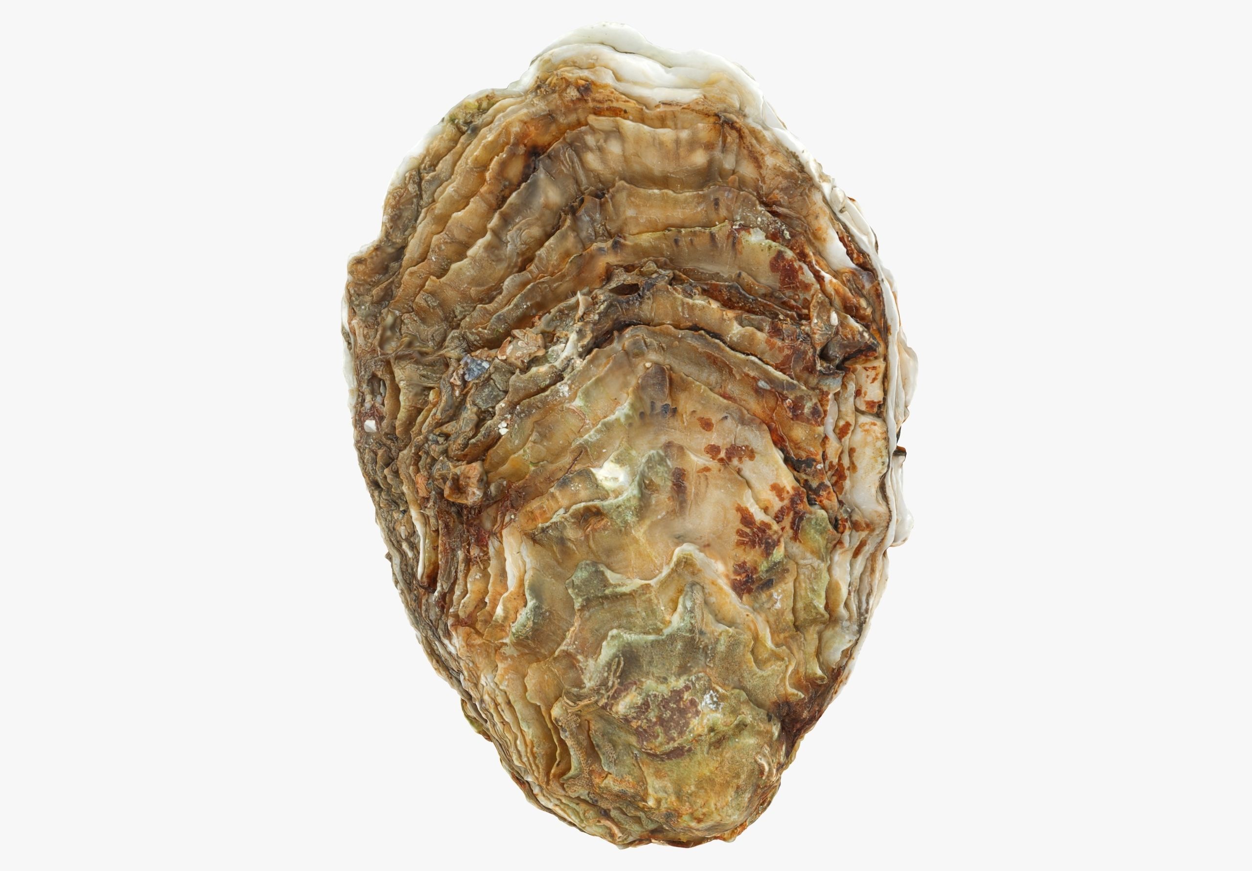 Oyster collections set Low-poly 3D model_9