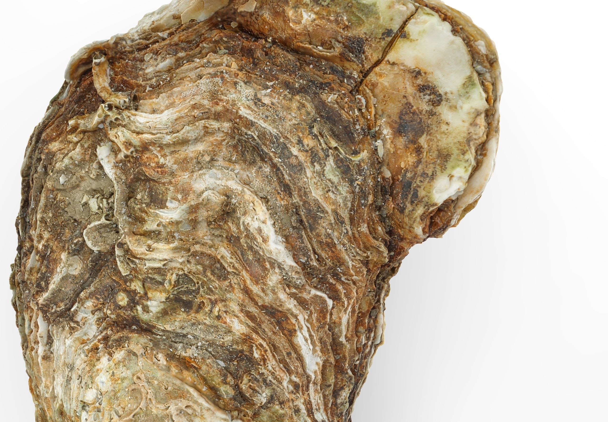 Oyster collections set Low-poly 3D model_16