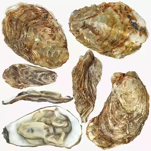 Oyster collections set Low-poly 3D model