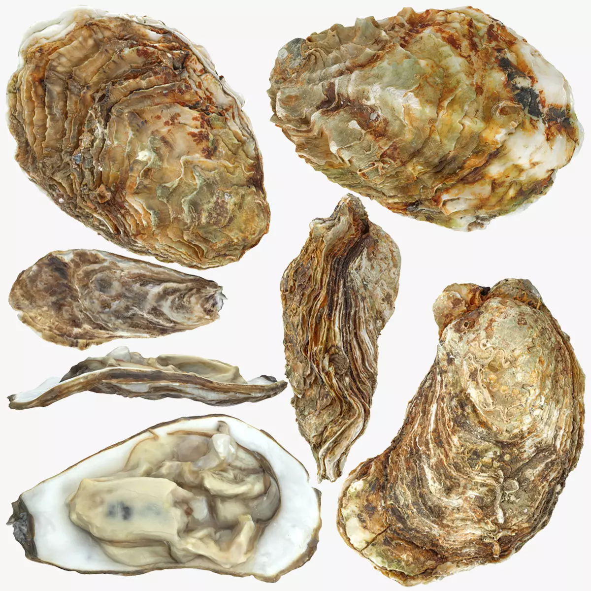 Oyster collections set Low-poly 3D model_0