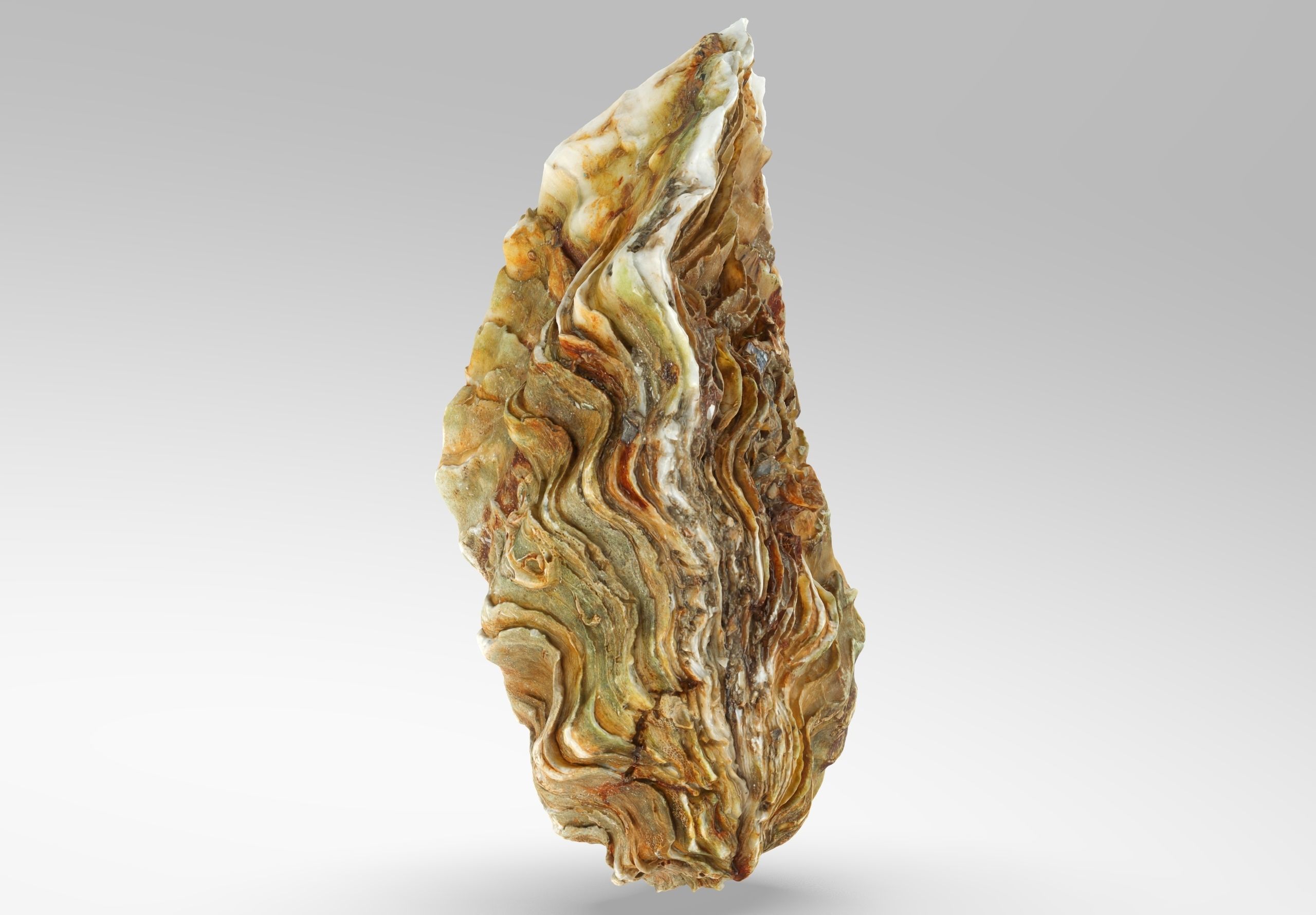 Oyster collections set Low-poly 3D model_7