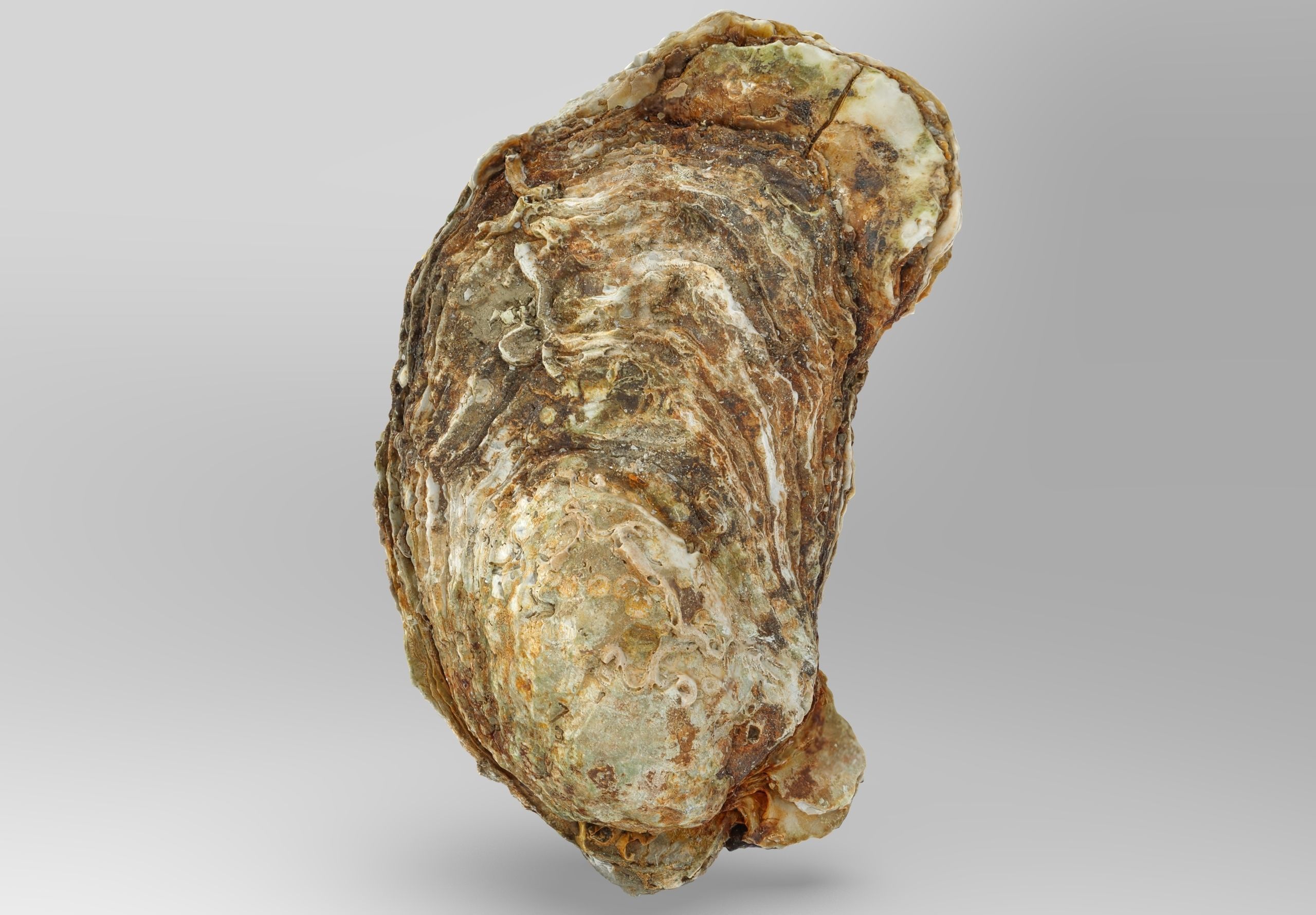 Oyster collections set Low-poly 3D model_15