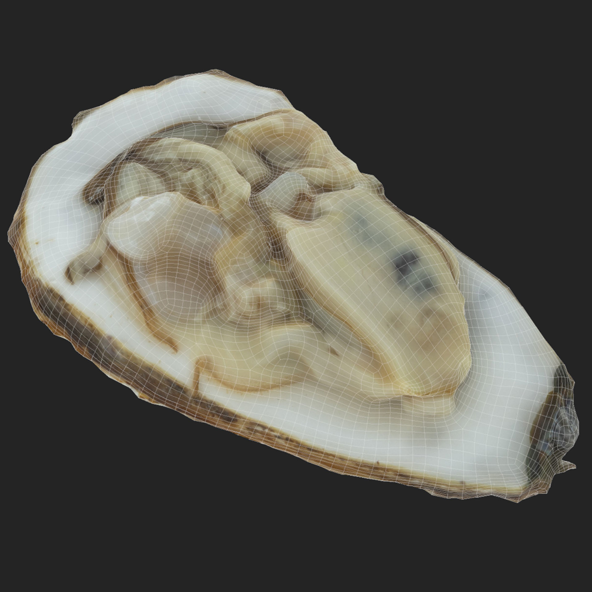 Oyster collections set Low-poly 3D model_28