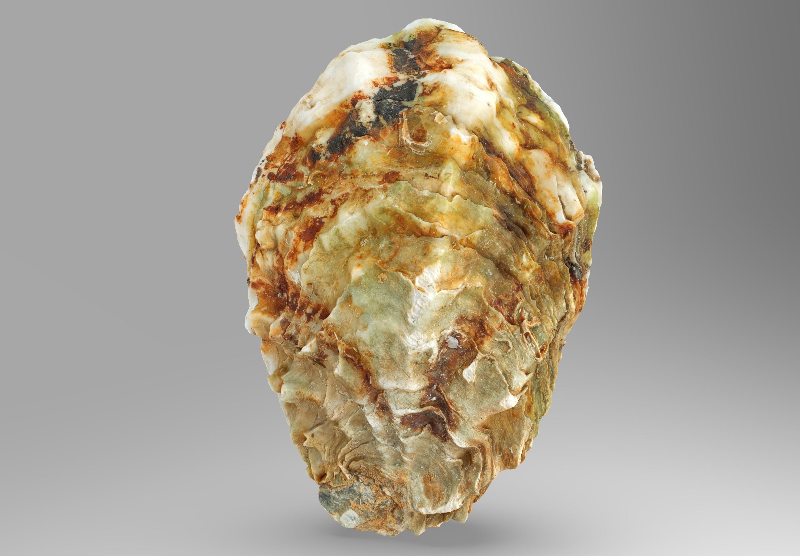 Oyster collections set Low-poly 3D model_8