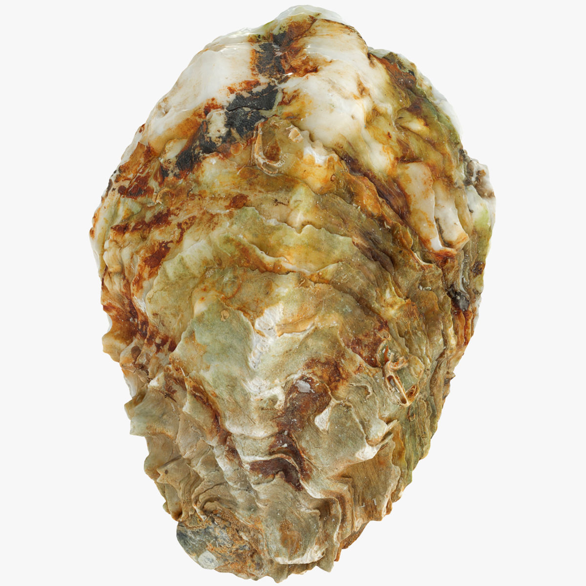 Oyster collections set Low-poly 3D model_10