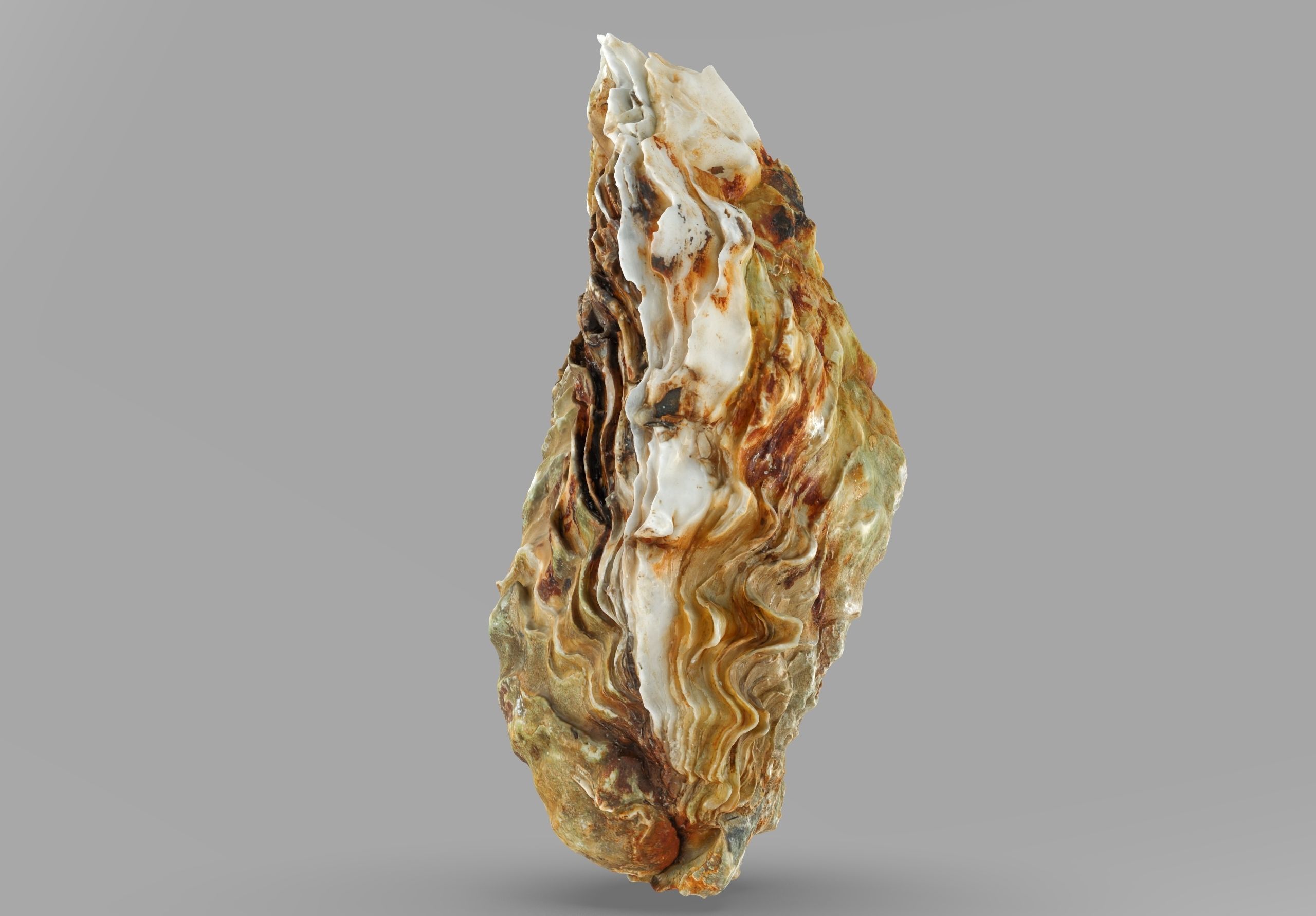 Oyster collections set Low-poly 3D model_6