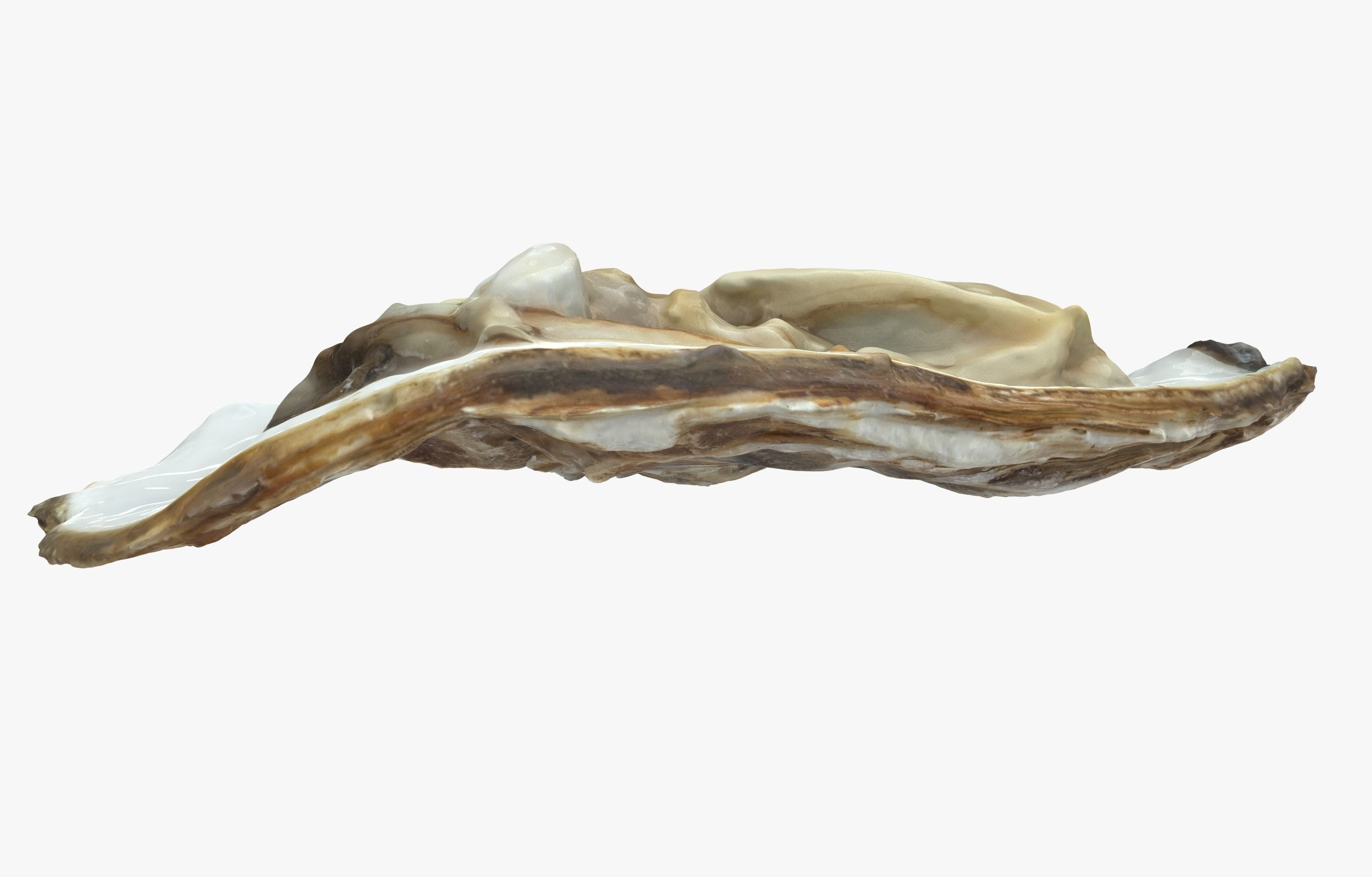 Oyster collections set Low-poly 3D model_26