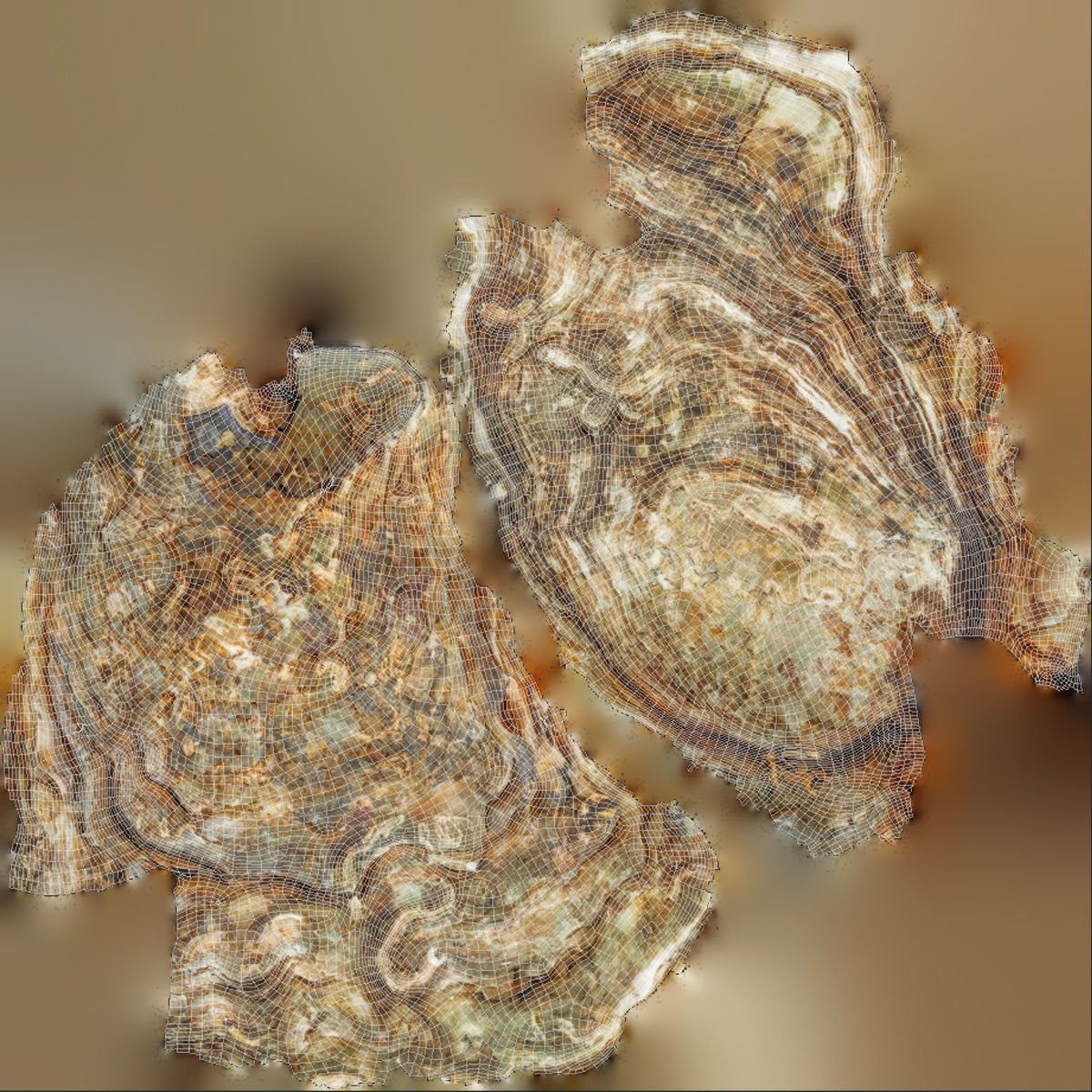 Oyster collections set Low-poly 3D model_19