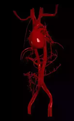 3d model of heart and cardiovascular system 3D print model