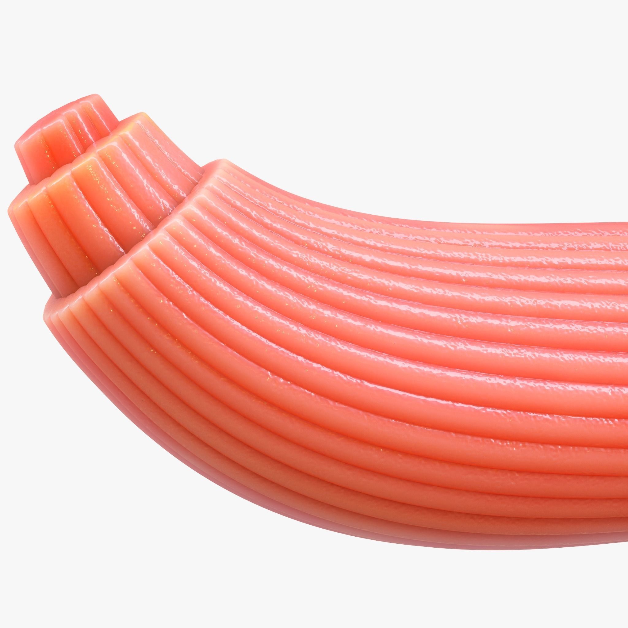 Skeletal Muscle Fiber Cross Section Anatomy 3D model_5