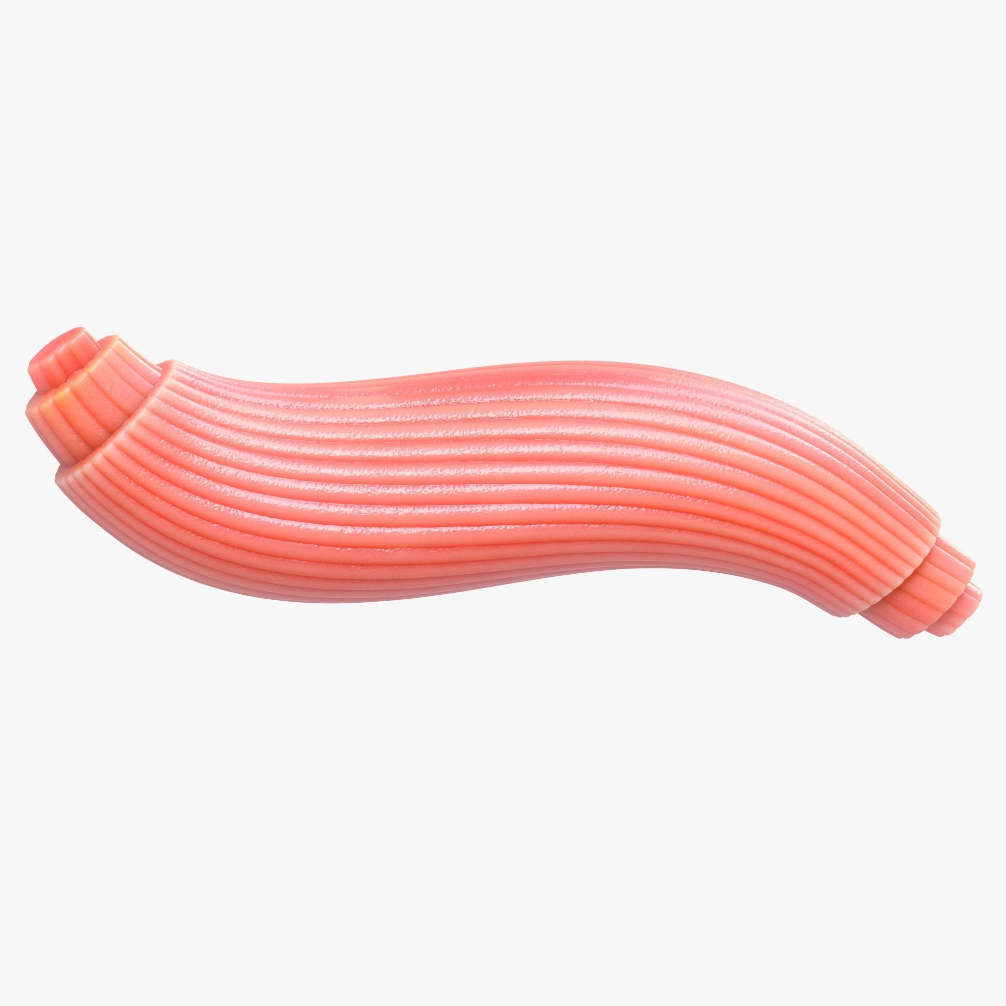 The Amazing Skeletal Muscle Fiber: Label & Learn! - qk4ar56