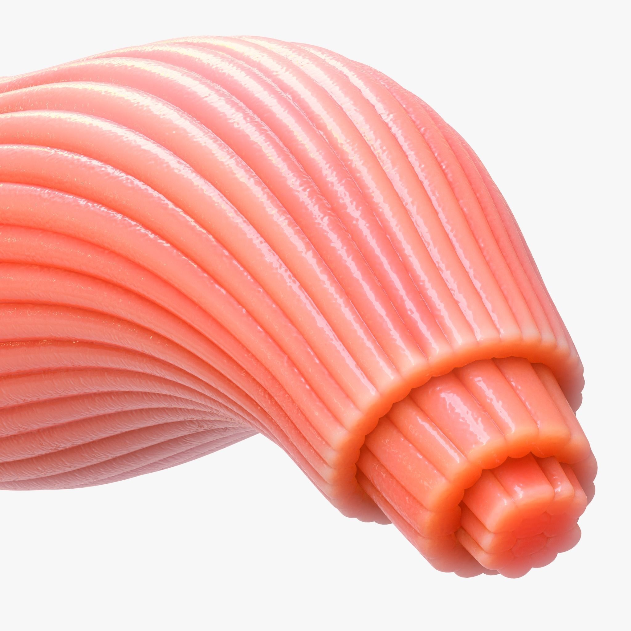 Skeletal Muscle Fiber Cross Section Anatomy 3D model_1