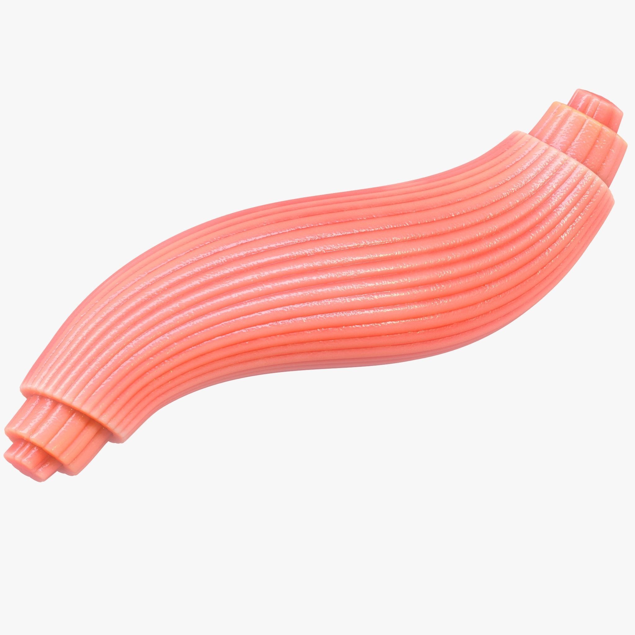 Skeletal Muscle Fiber Cross Section Anatomy 3D model_2