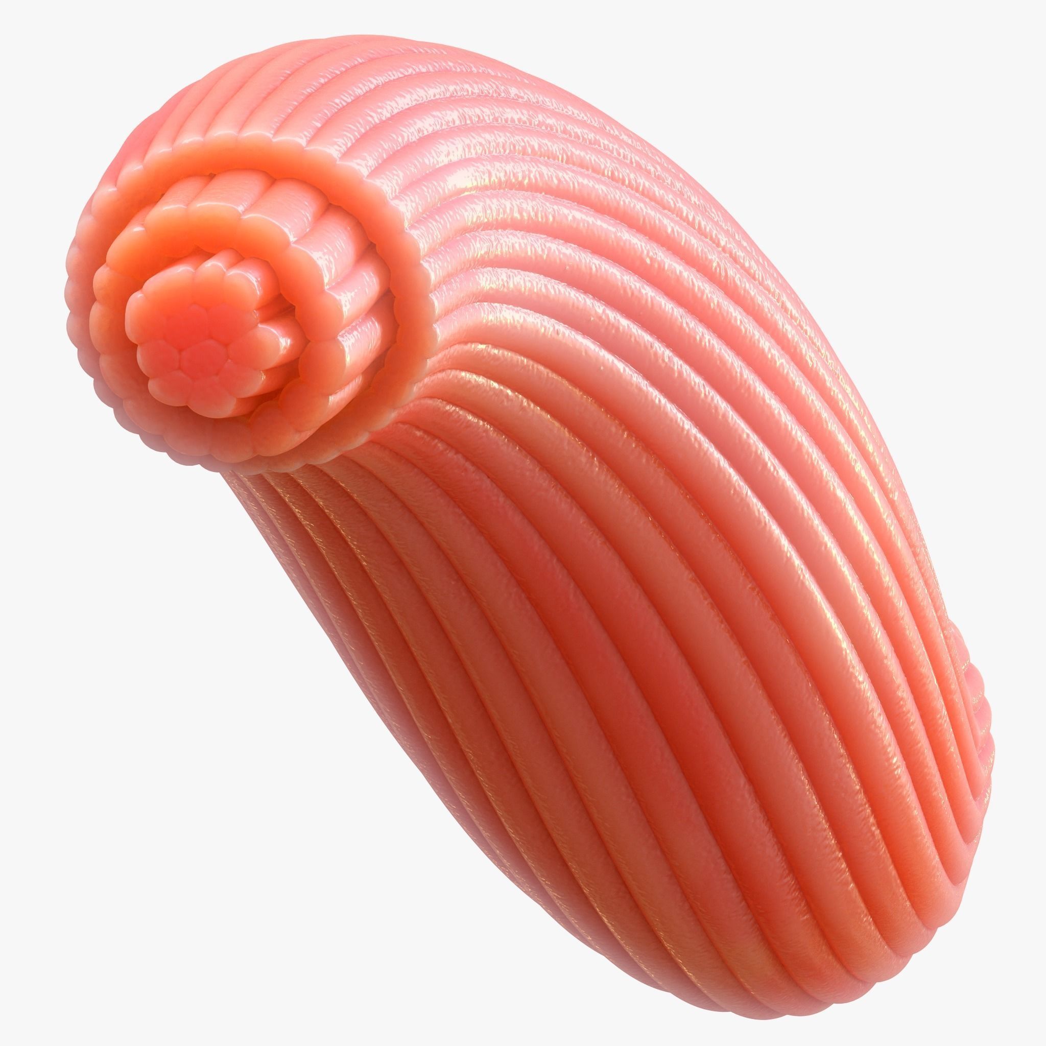 Skeletal Muscle Fiber Cross Section Anatomy 3D model_3