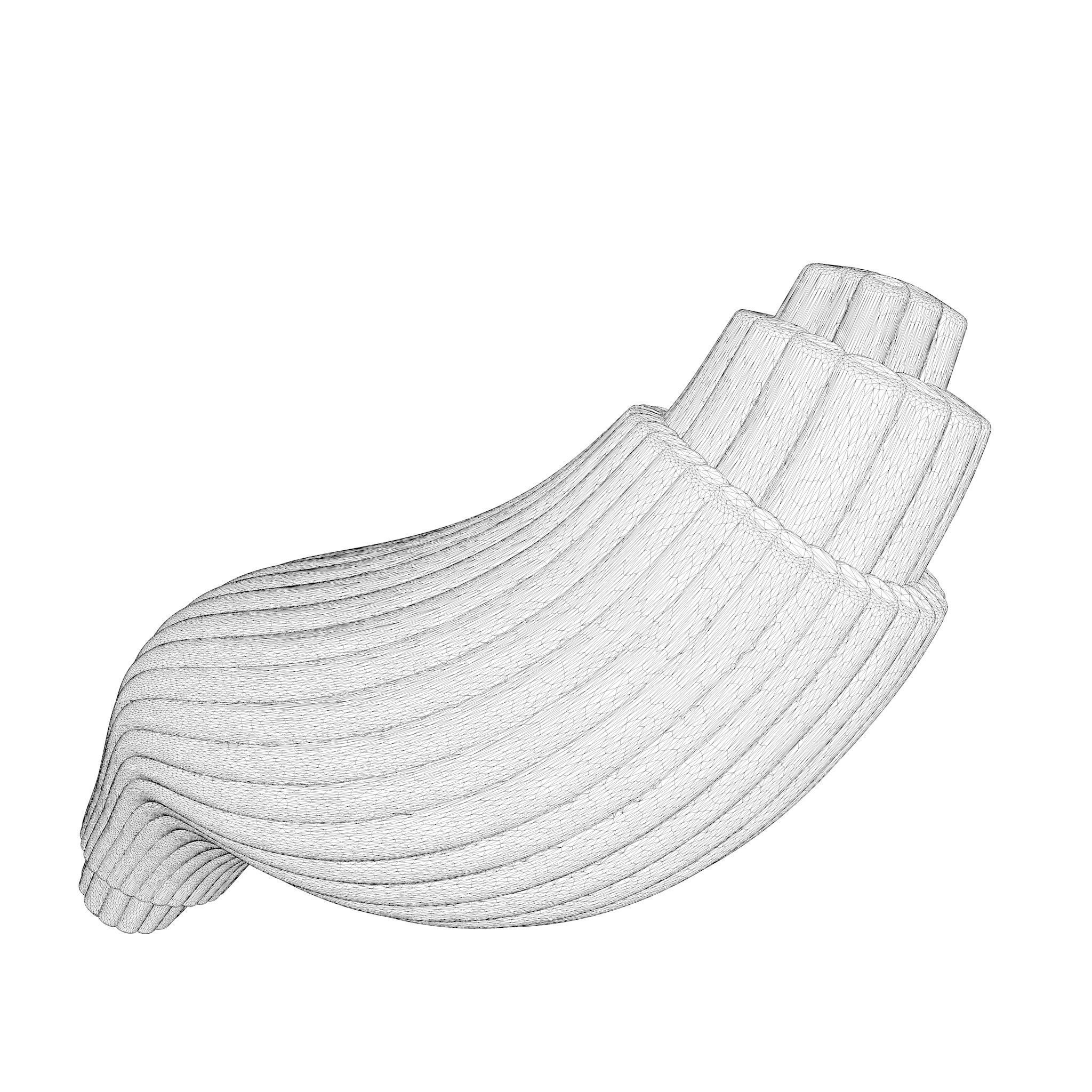 Skeletal Muscle Fiber Cross Section Anatomy 3D model_8