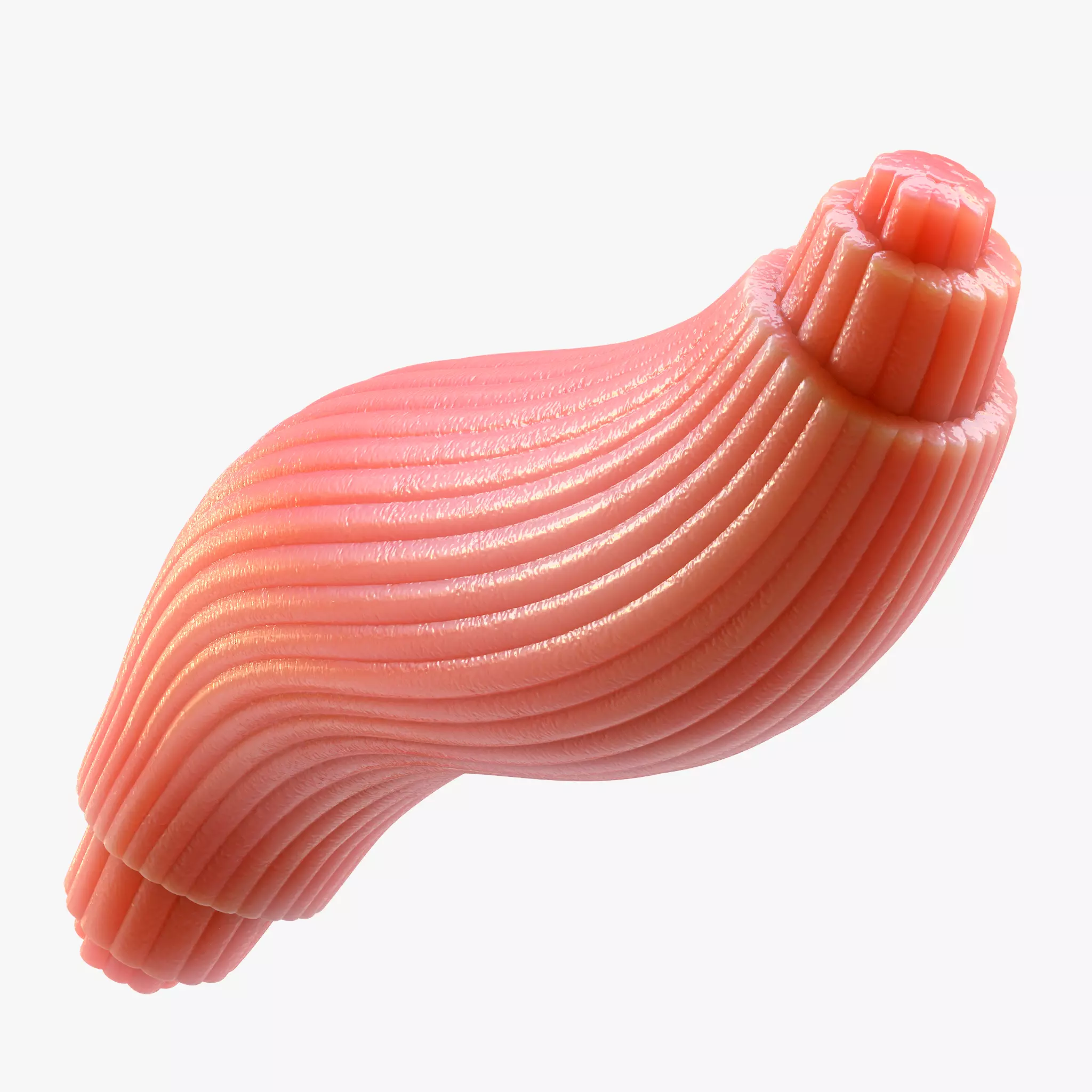 Skeletal Muscle Fiber Cross Section Anatomy 3D model_0