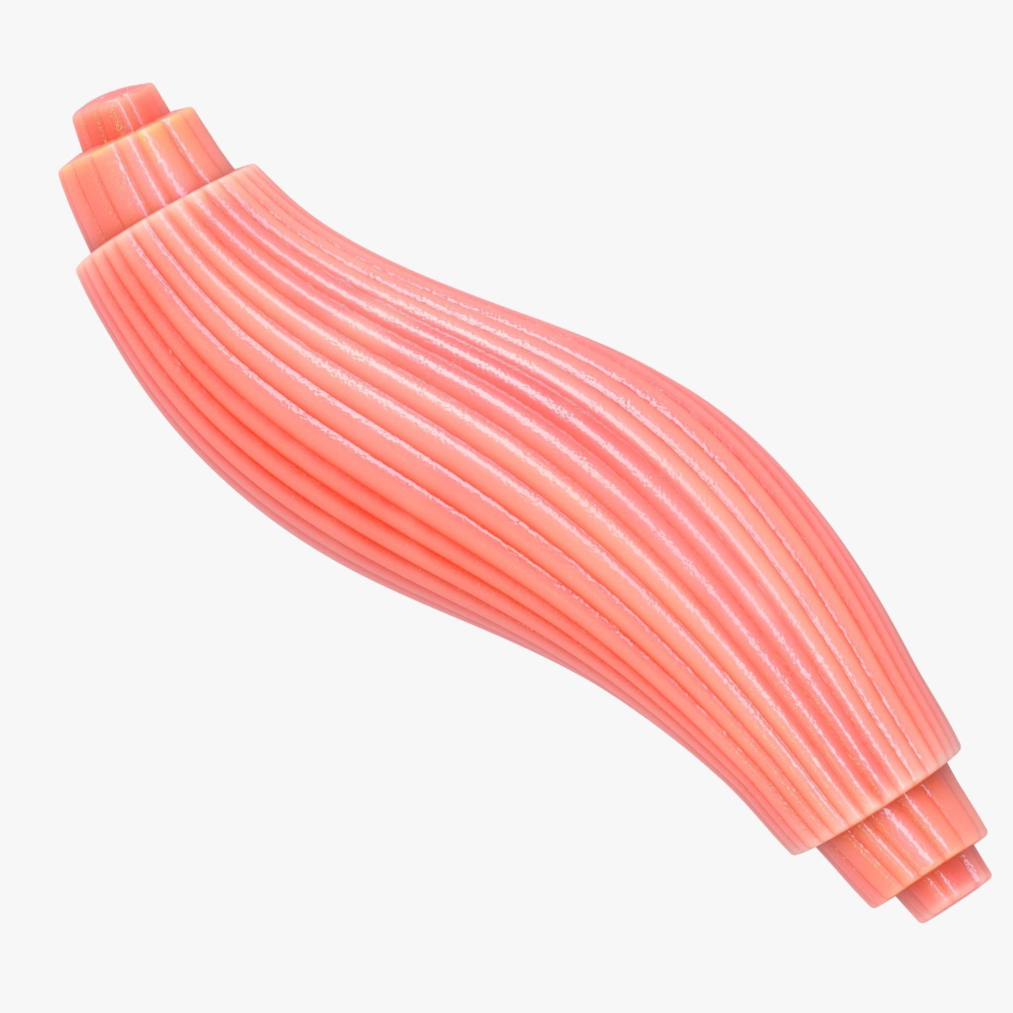 Skeletal Muscle Fiber Cross Section Anatomy 3D model_6