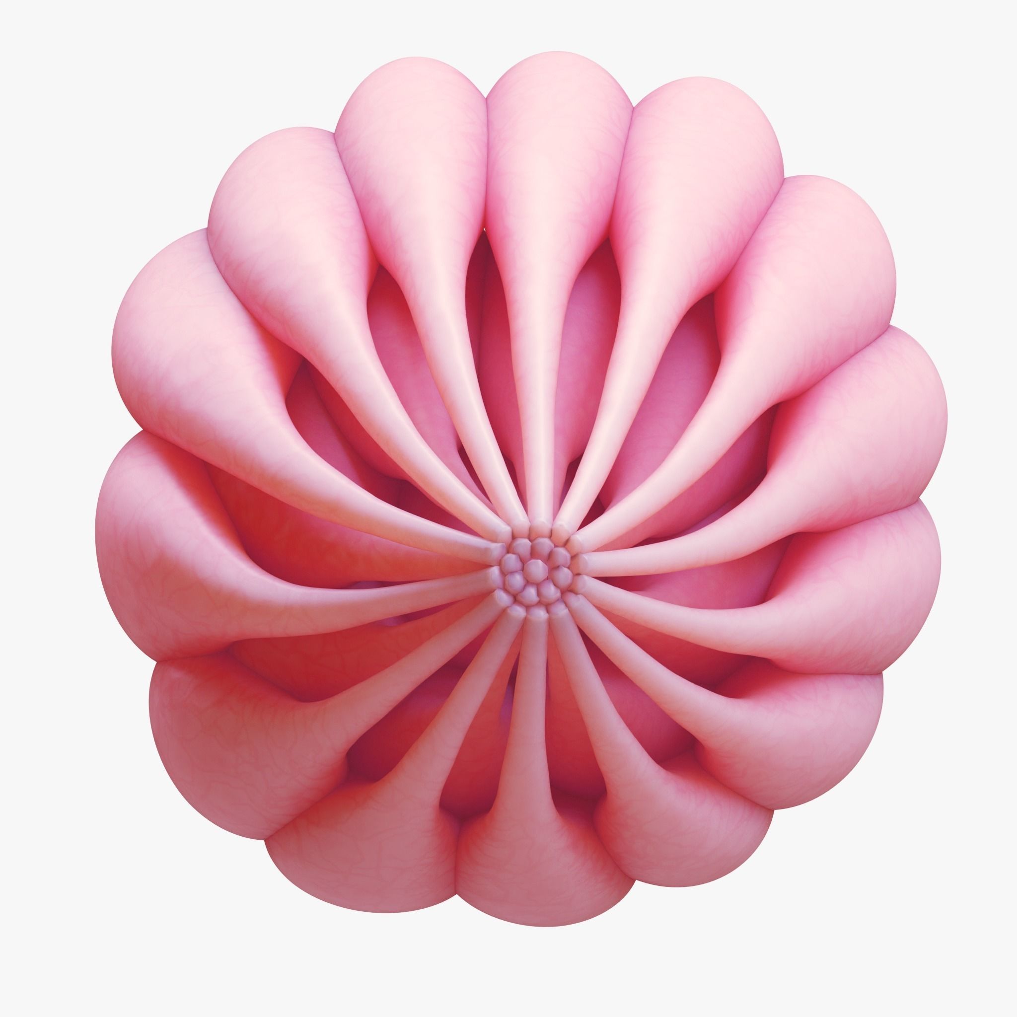 Mammary Gland Anatomy 3D model_2