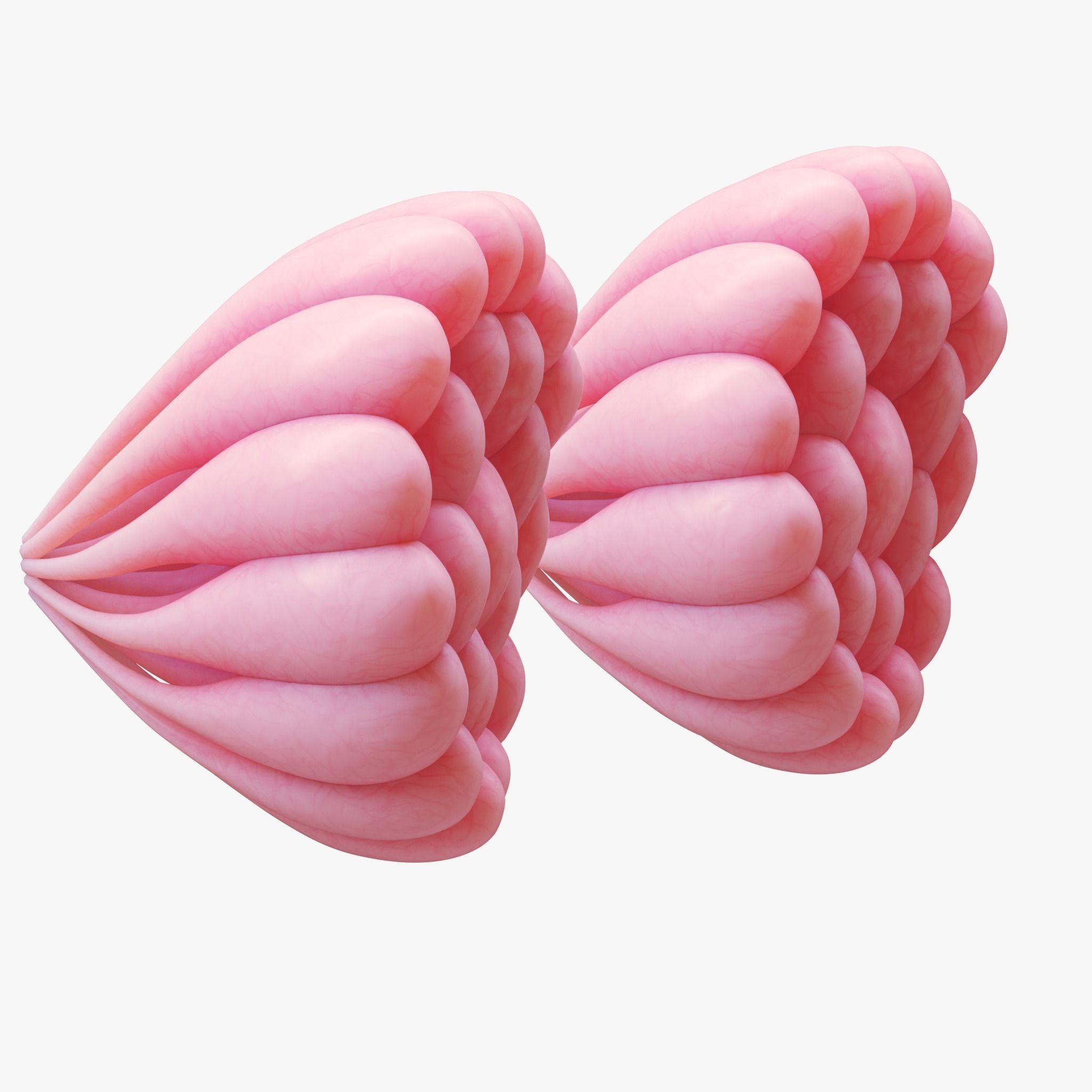Mammary Gland Anatomy 3D model_5
