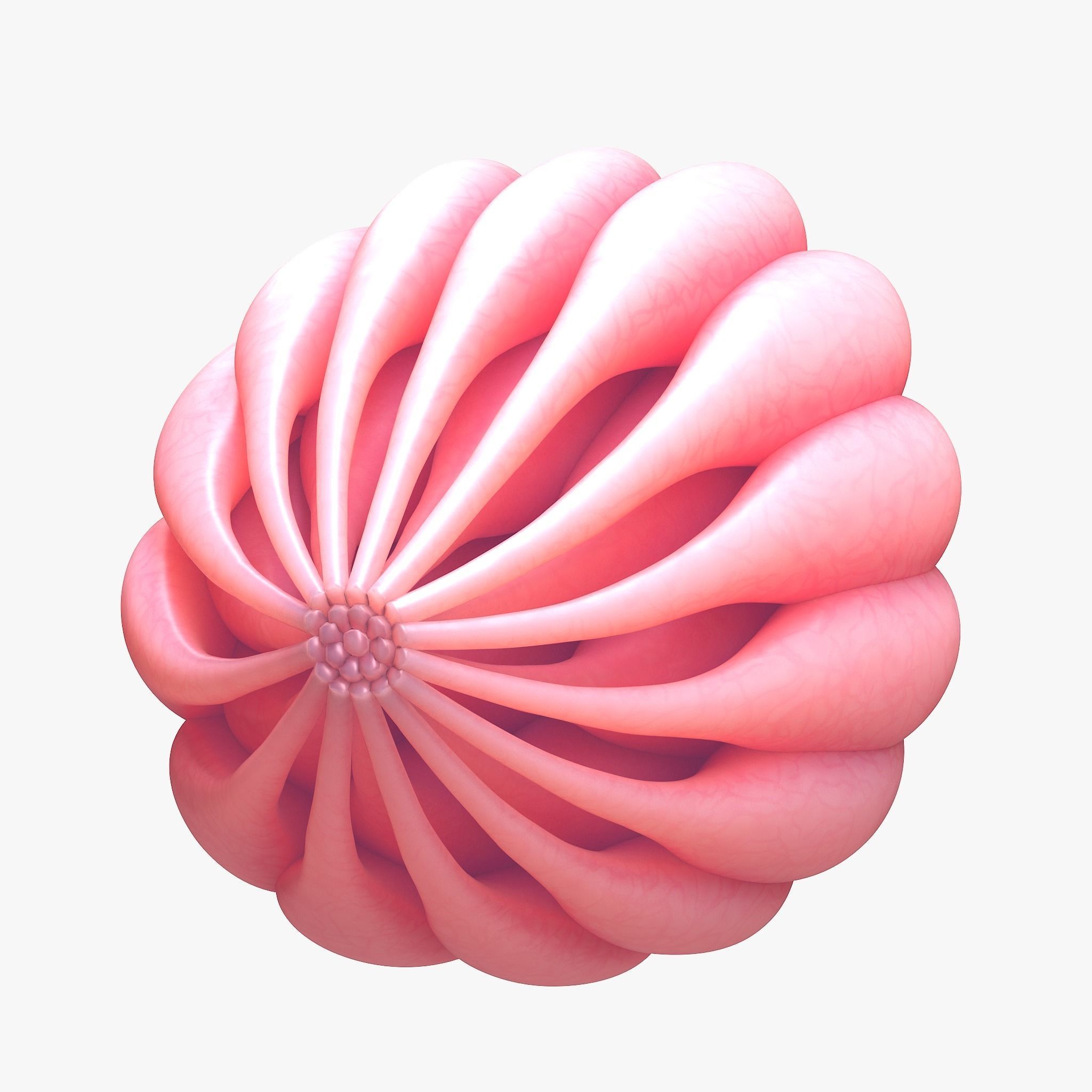 Mammary Gland Anatomy 3D model_7