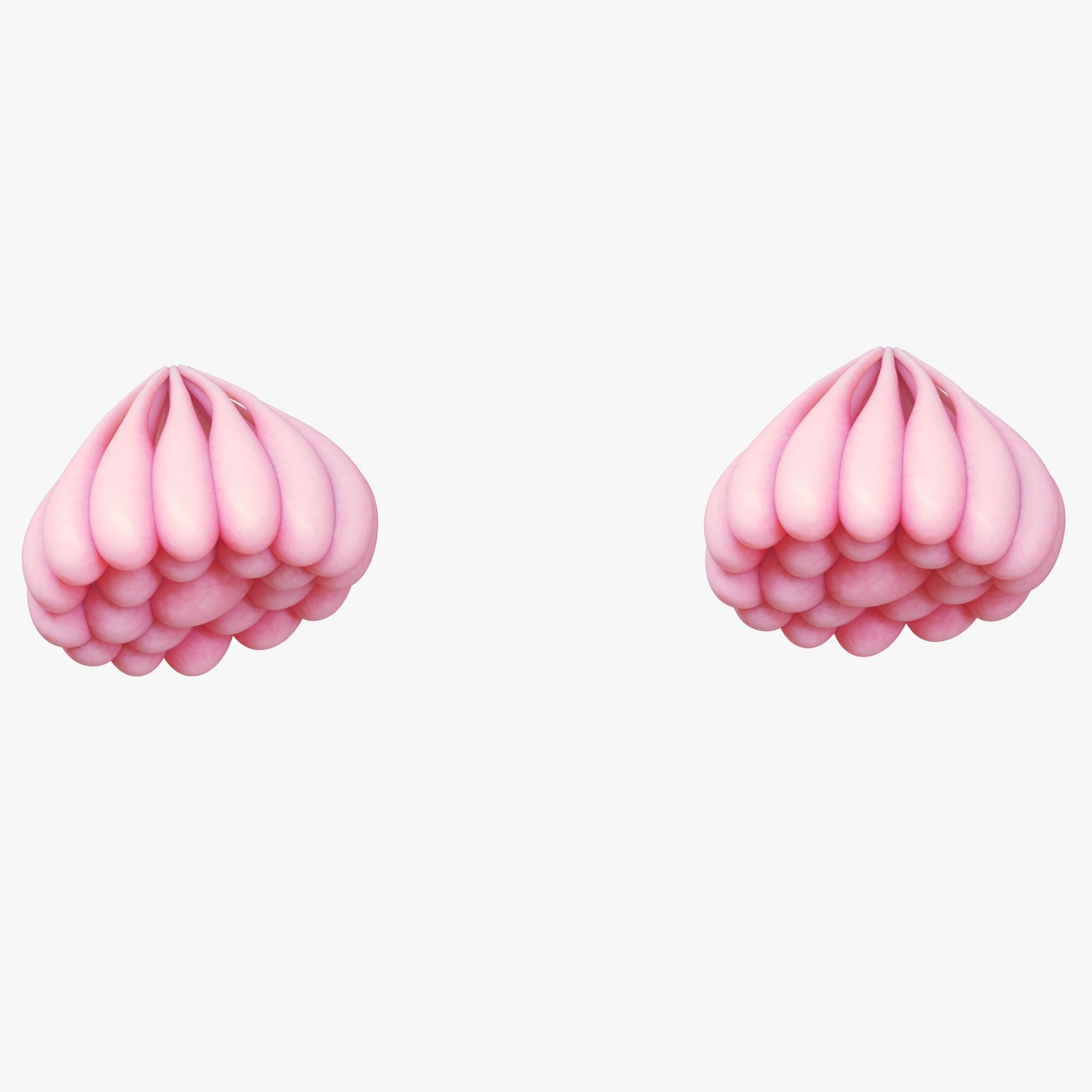 Mammary Gland Anatomy 3D model_6