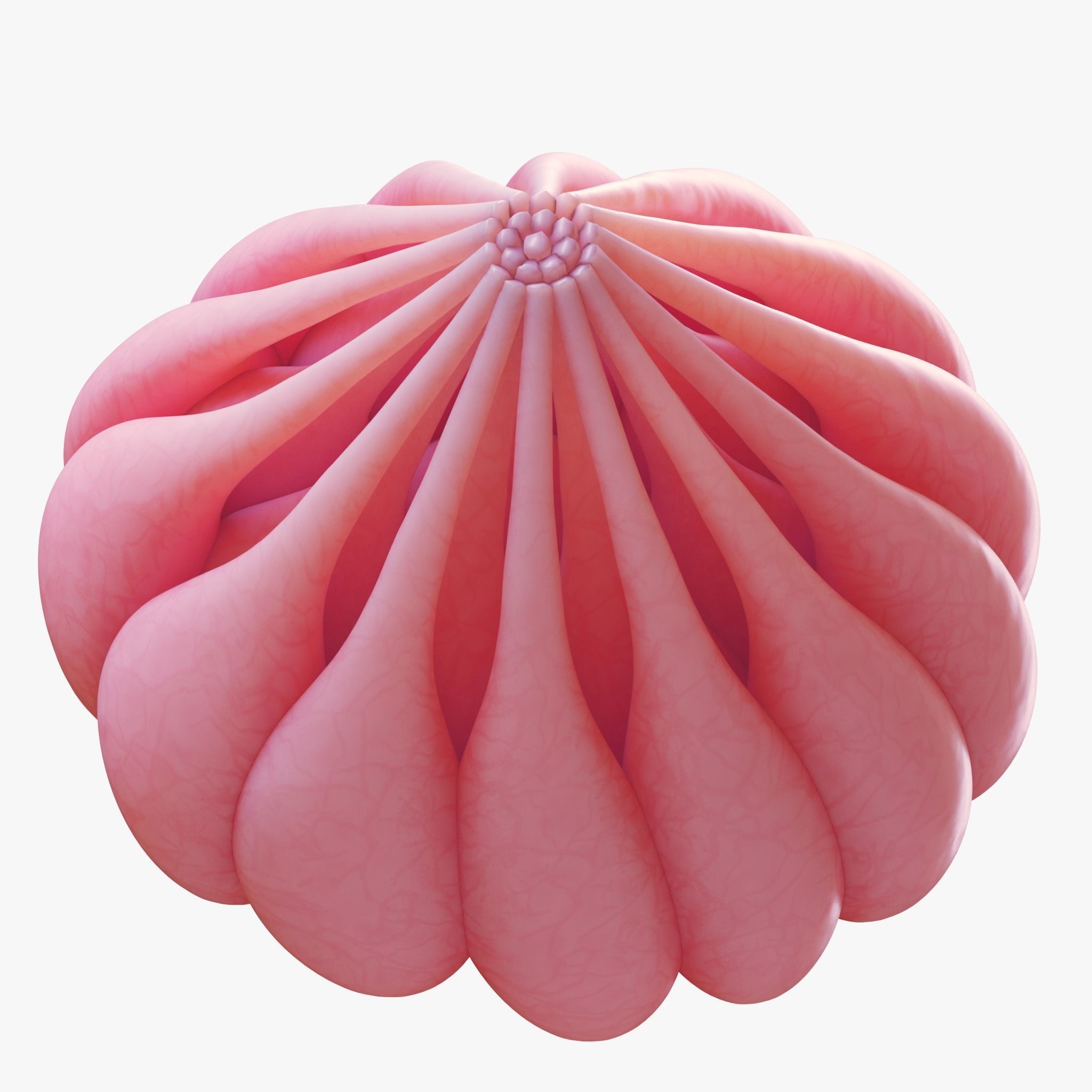 Mammary Gland Anatomy 3D model_3