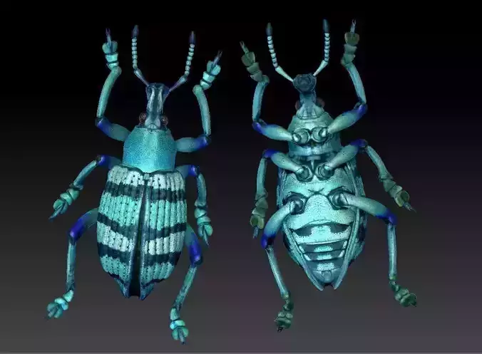 beetle weevil 3D print model