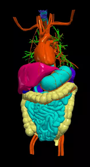 3d model of cardiovascular system thorax and abdomen 3D print model_0