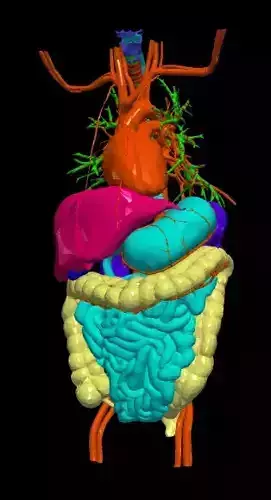 3d model of cardiovascular system thorax and abdomen 3D print model