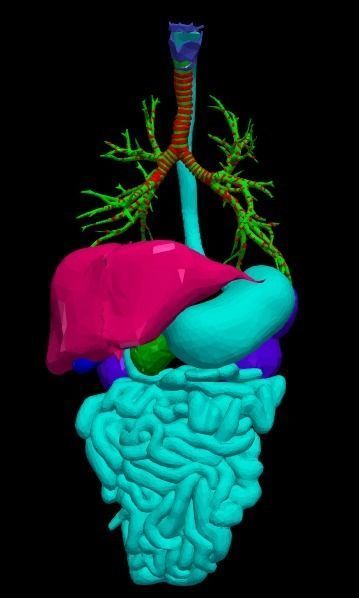 3d model of cardiovascular system thorax and abdomen 3D print model_10