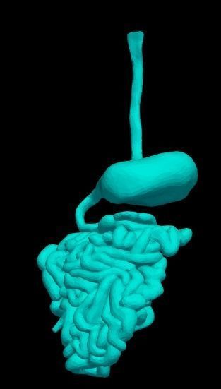 3d model of cardiovascular system thorax and abdomen 3D print model_7