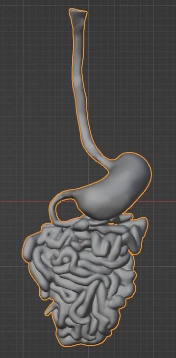 3d model of cardiovascular system thorax and abdomen 3D print model_38